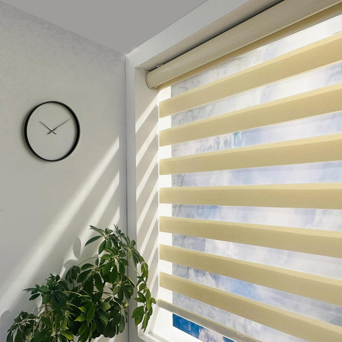 Blinds & Shades